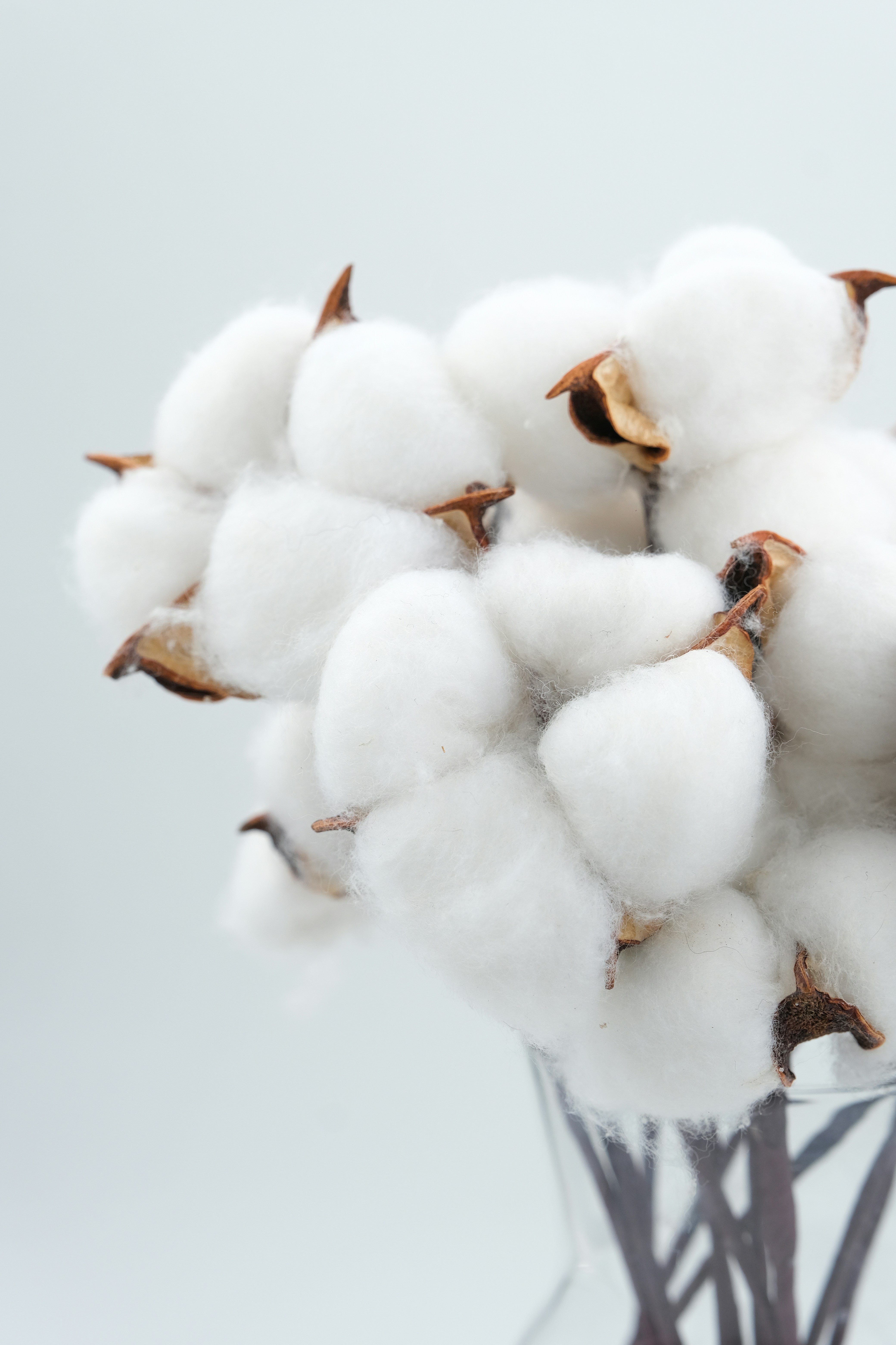 cotton